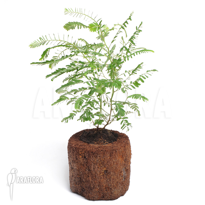 Phyllanthus urinaria