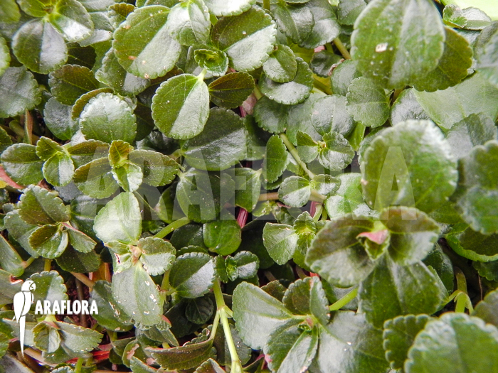 Pilea aff nummulariifolia