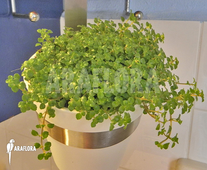 Pilea depressa at home