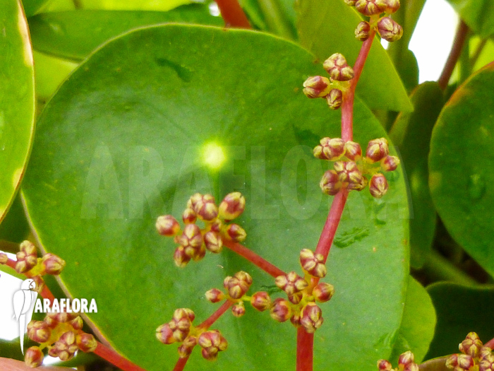 Pilea peperomioides