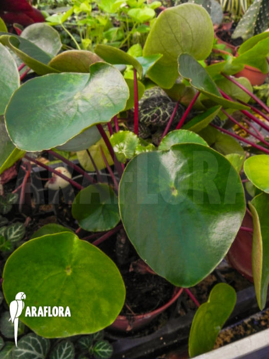 Pilea peperomioides