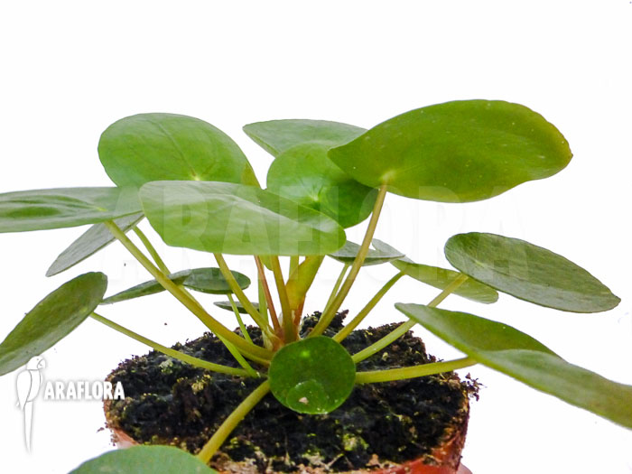 Pilea peperomioides Starter