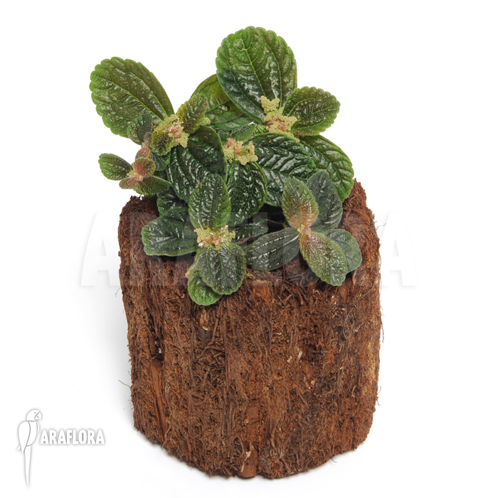 Pilea spruceana