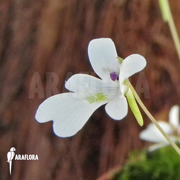 Pinguicula gracilis