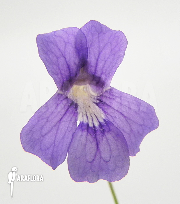 Pinguicula grandiflora flower