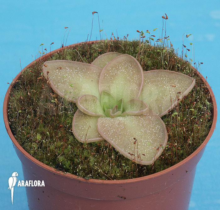Pinguicula hemiepiphytica
