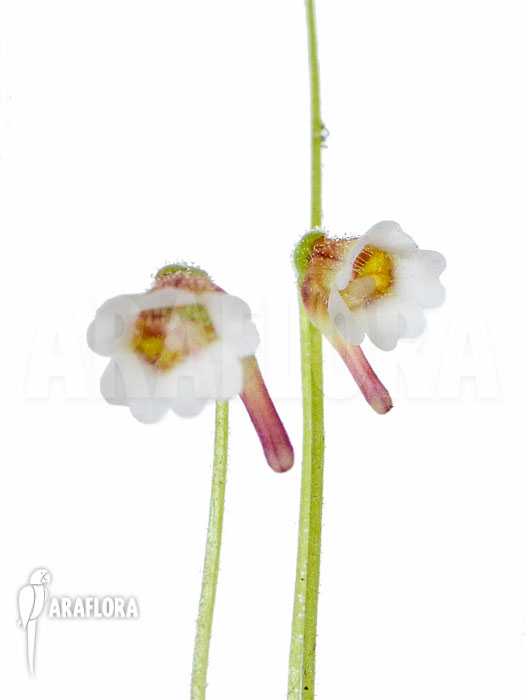 Pinguicula lusitanica