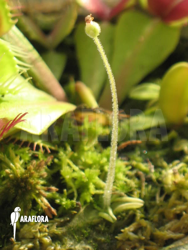 Pinguicula lusitanica