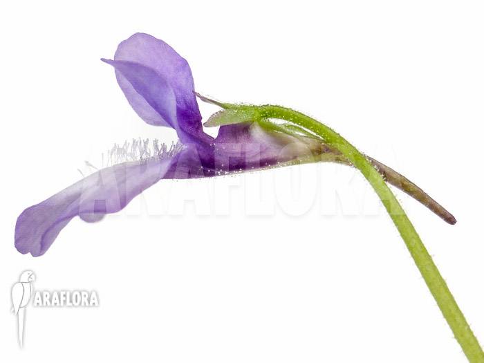 Pinguicula macroceras