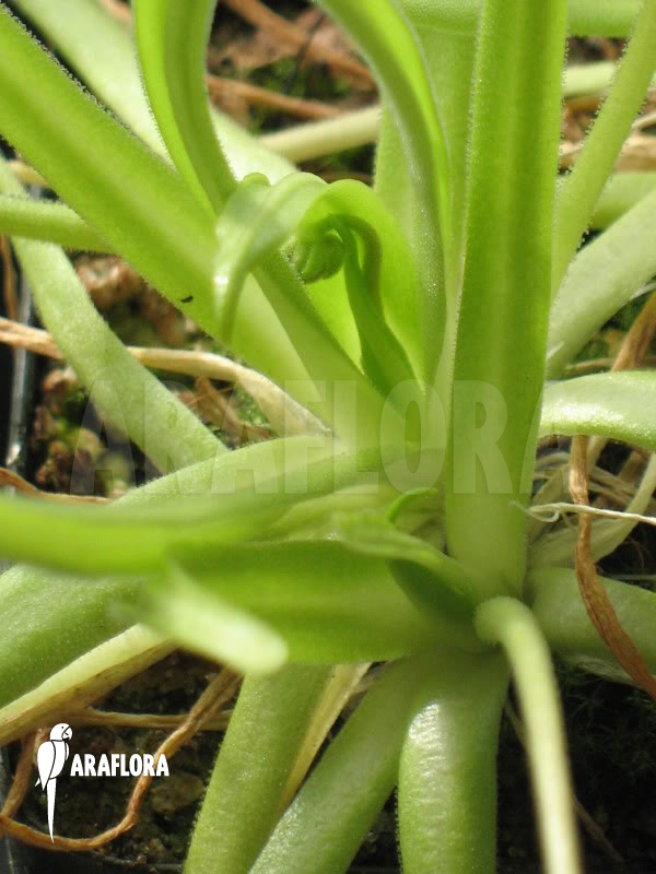 Pinguicula moctezumae