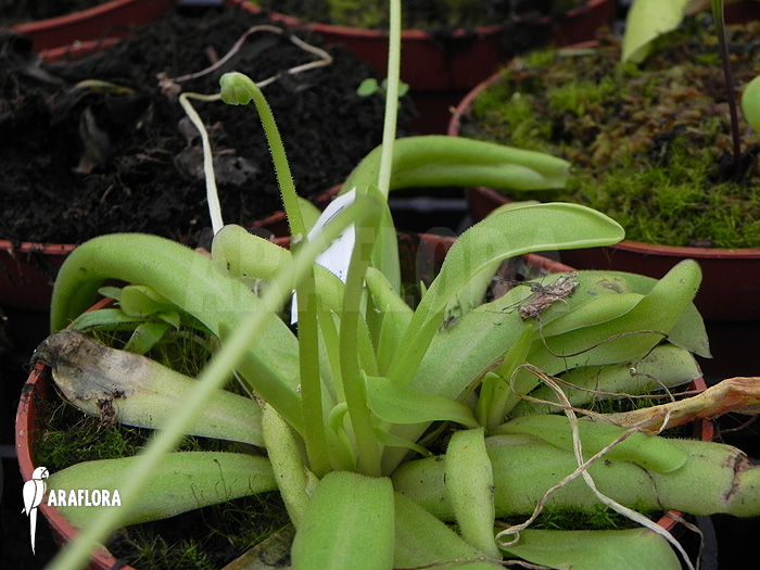 Pinguicula moctezumae x ‘Gigantea’