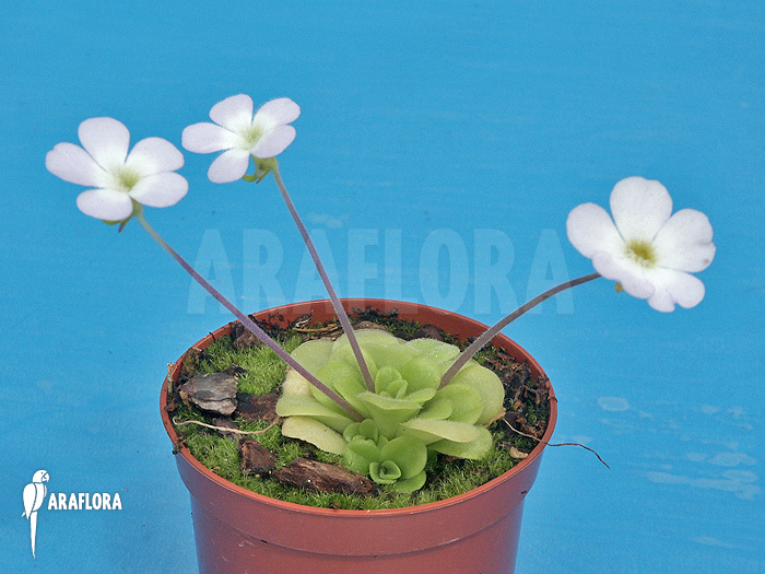 Pinguicula pilosa