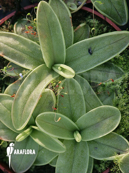 Pinguicula primuliflora ‘Rose’