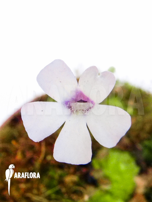 Pinguicula rotundifolia