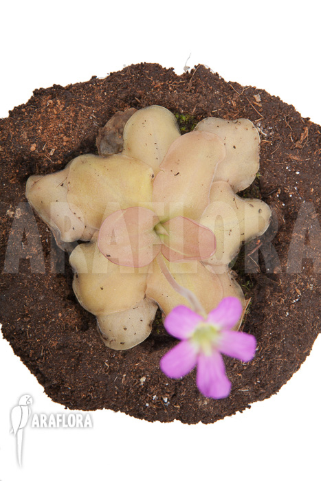 Pinguicula species Guatamala