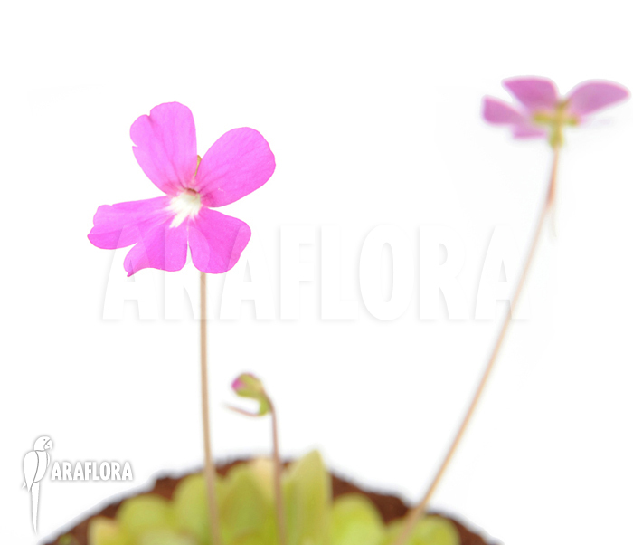 Pinguicula x ‘Weser’