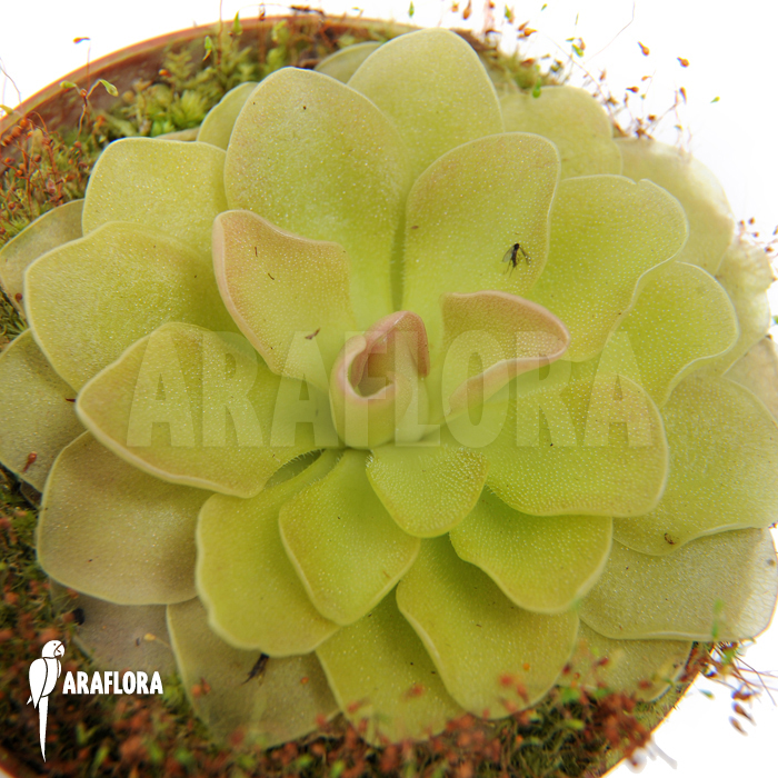 Pinguicula x ‘Weser’