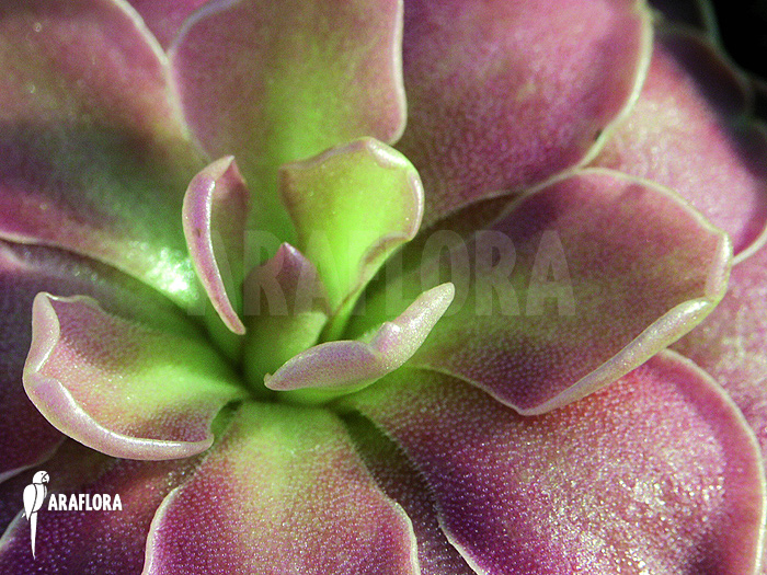 Pinguicula x ‘Weser’