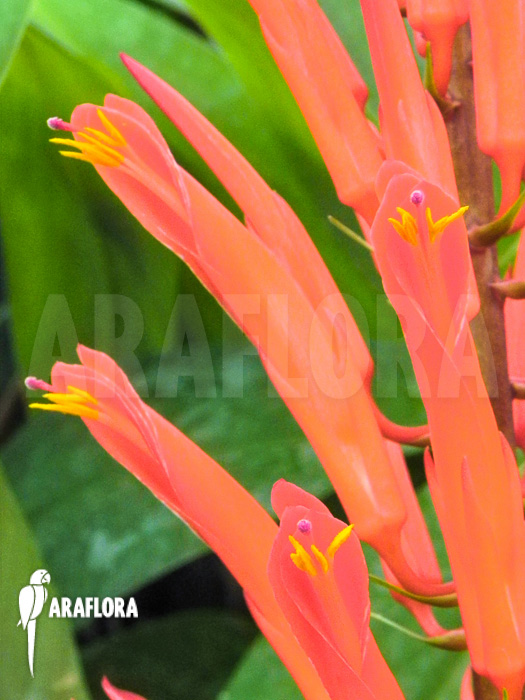 Pitcairnia flammea flower