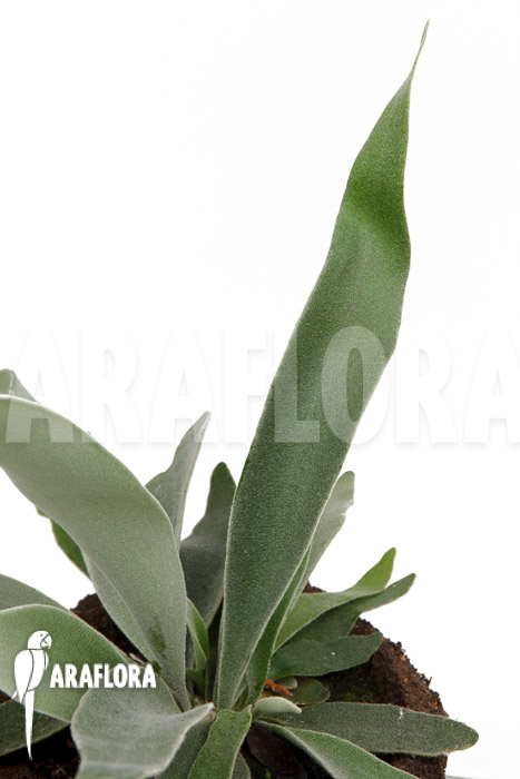 Platycerium veitchii ‘M’