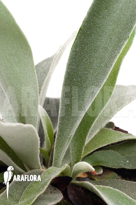 Platycerium veitchii ‘M’