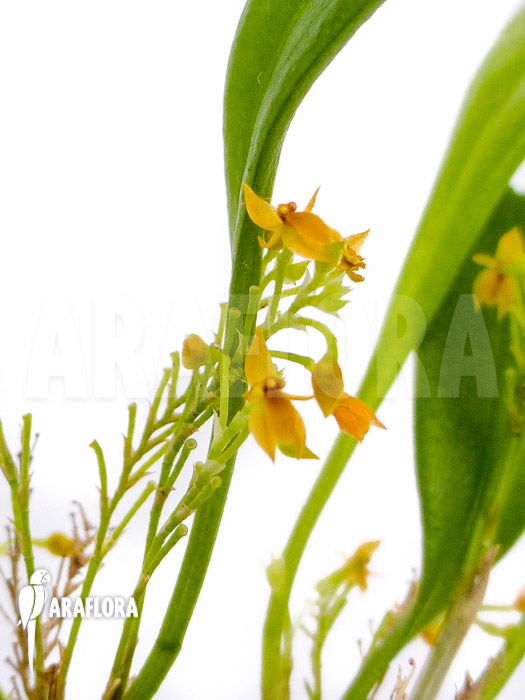 Platystele stenostachya Starter