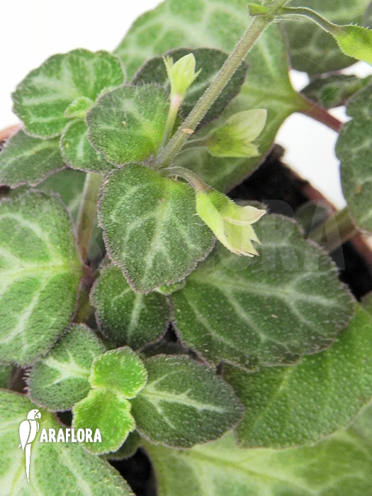 Plectranthus oertendahlii