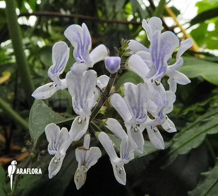 Plectranthus oertendahlii
