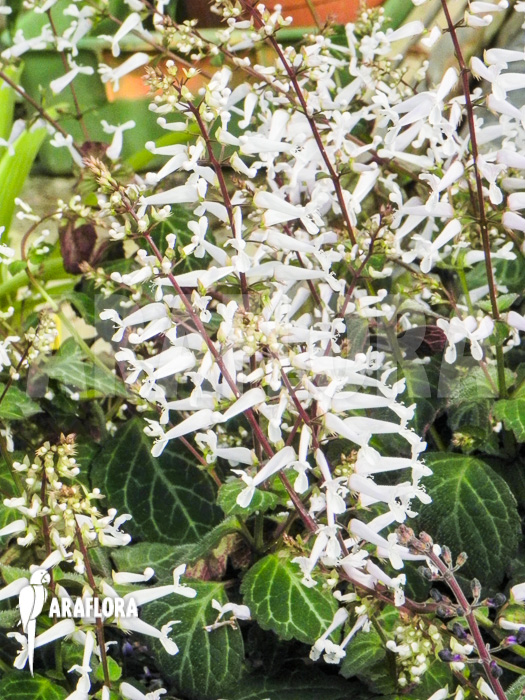 Plectranthus oertendahlii