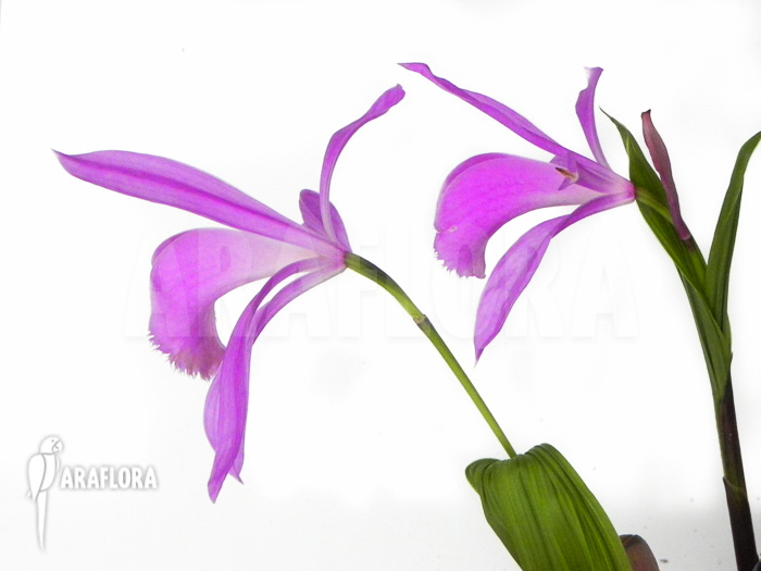 Pleione formosana purple