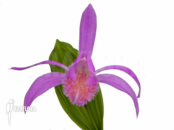 Pleione formosana purple