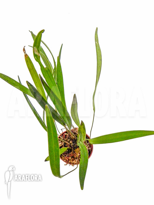 Pleurothalis allenii