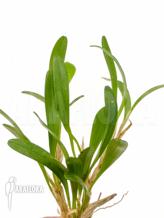Pleurothallis costaricensis