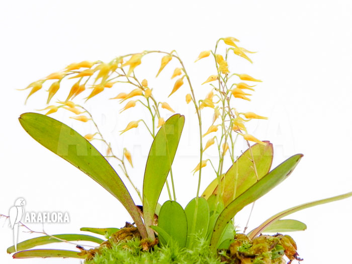 Pleurothallis grobyi