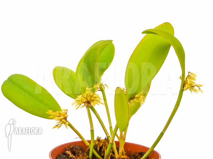 Pleurothallis obovata