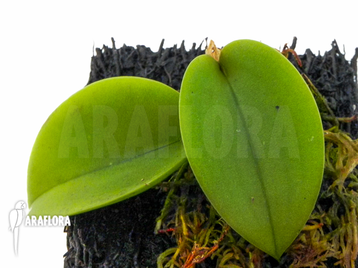Pleurothallis prolifera