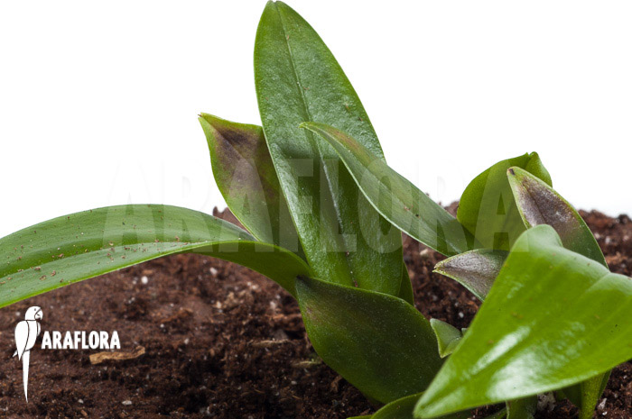 Pleurothallis renieana ‘M’