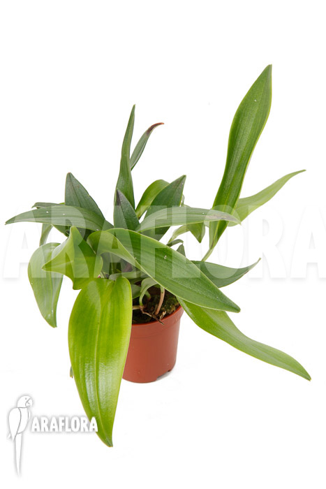 Pleurothallis renieana ‘M’