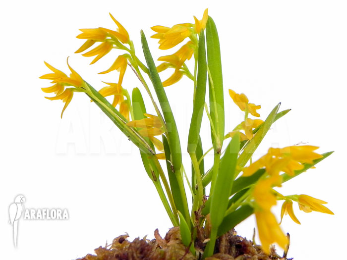 Pleurothallis sonderiana Starter