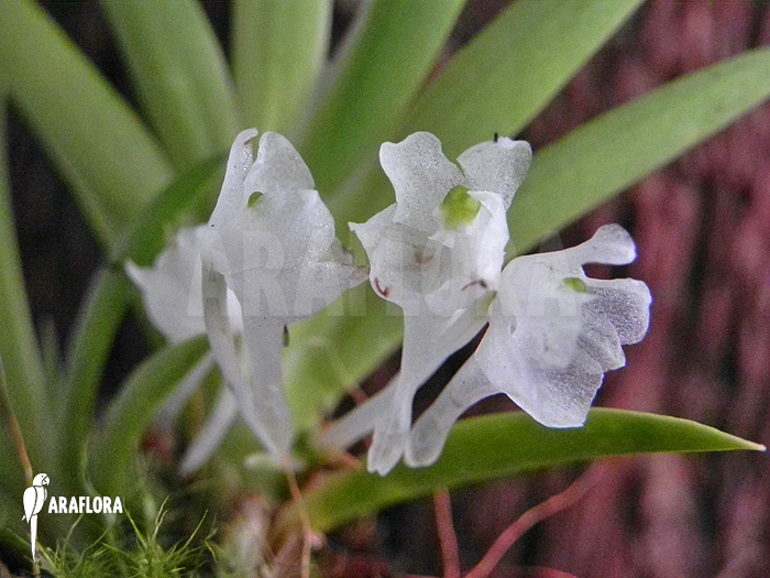 Podangis dactyloceras