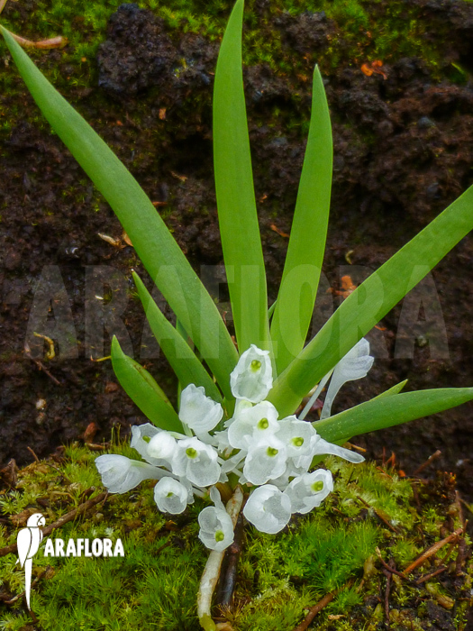 Podangis dactyloceras Flower