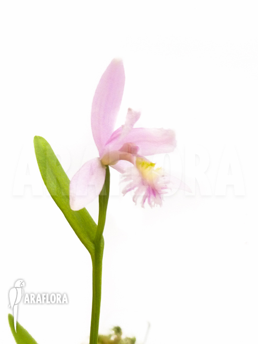 Pogonia ophioglossoides