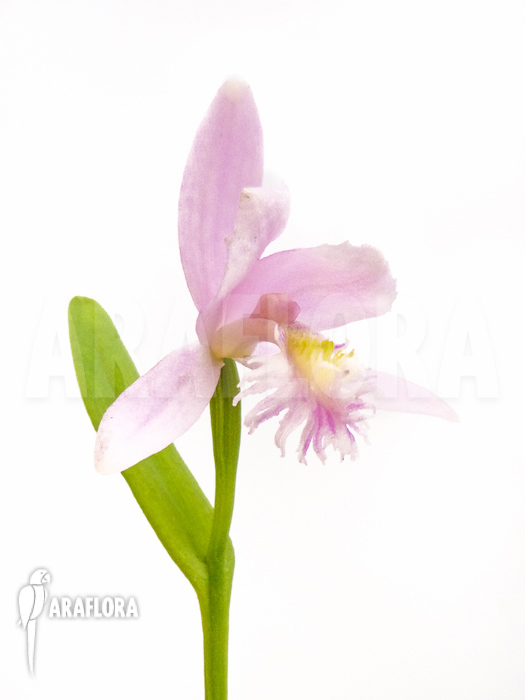 Pogonia ophioglossoides