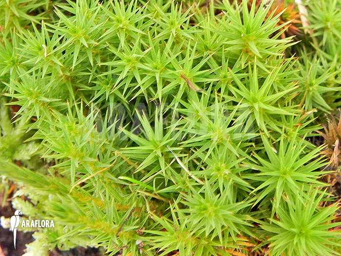 Polytrichum formosum ‘Star mos’