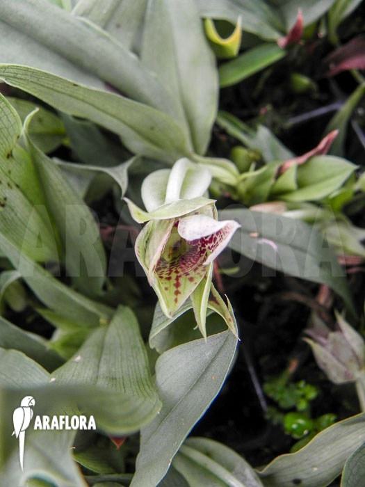 Promenaea rollisonii