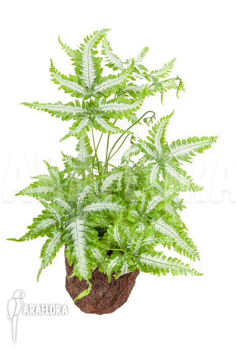Pteris-argyraea-Silver-Brake-4