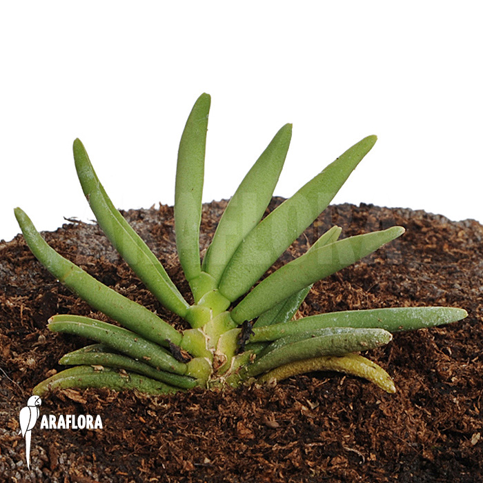 Pteroceras semiteretifolium