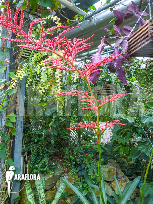 Racinaea fraseri flower