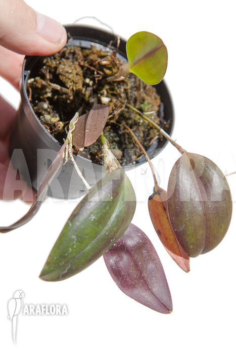 Restrepia contorta