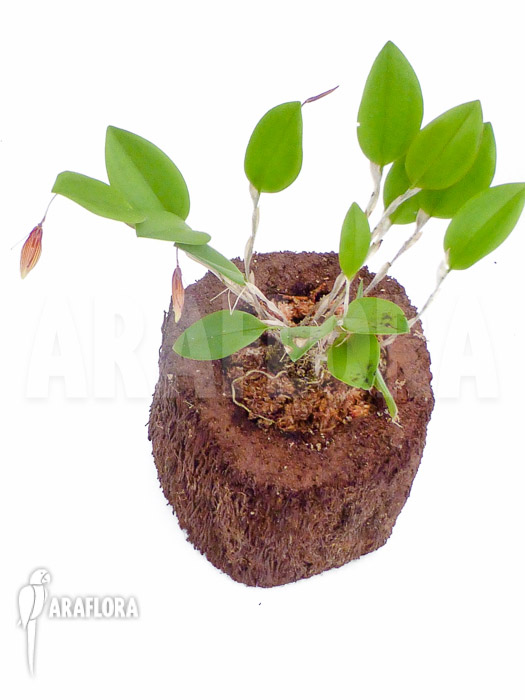 Restrepia trichoglossa